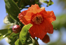 Pommygranate / Granatapfelblüte