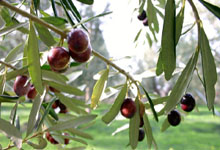 Olive tree / 11 Millionen Olivenbäume
